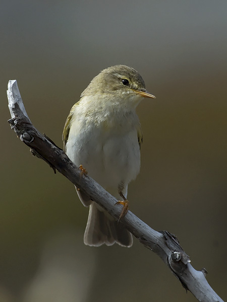 Sirittäjä, Wood Warbler, Phylloscopus sibilatrix